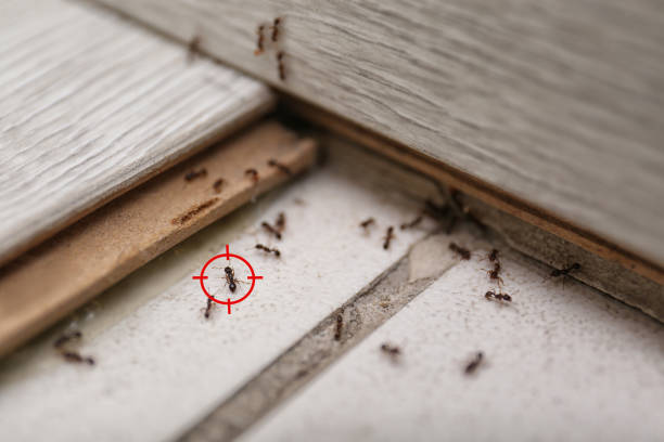 Best Emergency Pest Control  in Hartsville, SC