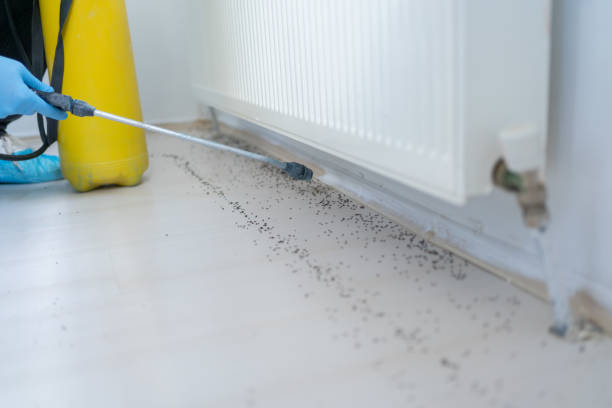 Best Wasp Removal Services  in Hartsville, SC