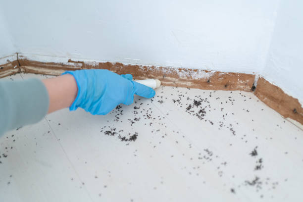 Best Pest Control Near Me in Hartsville, SC